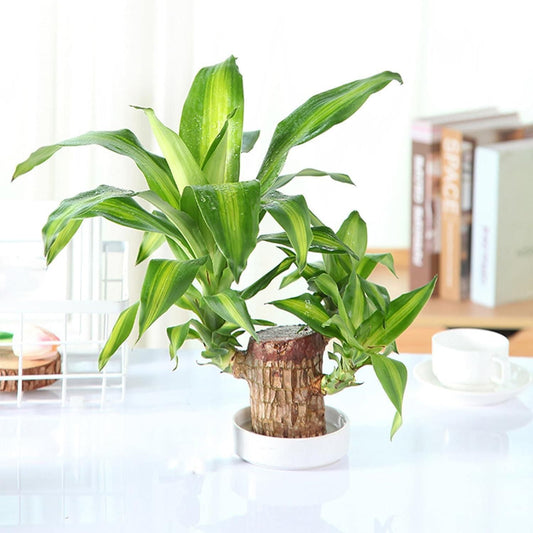 KAMOREA Brazilian Lucky Wood Plant – Mini Monk Decorative Bonsai for Home & Office